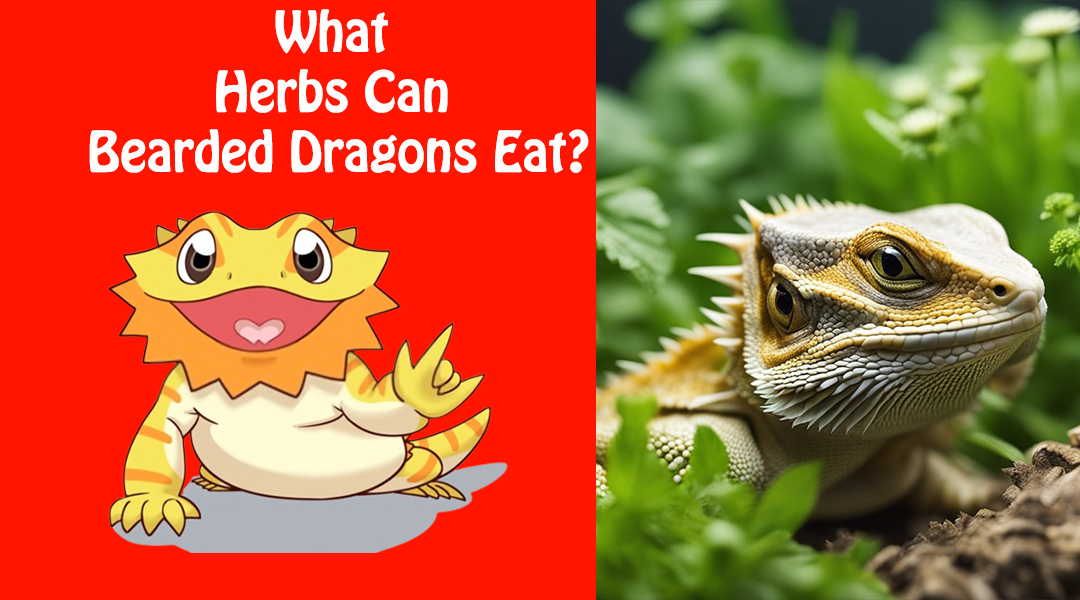 What Herbs Can Bearded Dragons Eat?
