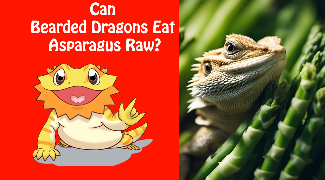 Can Bearded Dragons Eat Asparagus Raw?