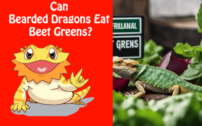 Can Bearded Dragons Eat Beet Greens?