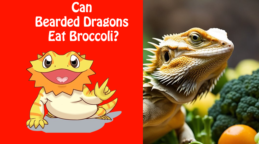 Can Bearded Dragons Eat Broccoli?