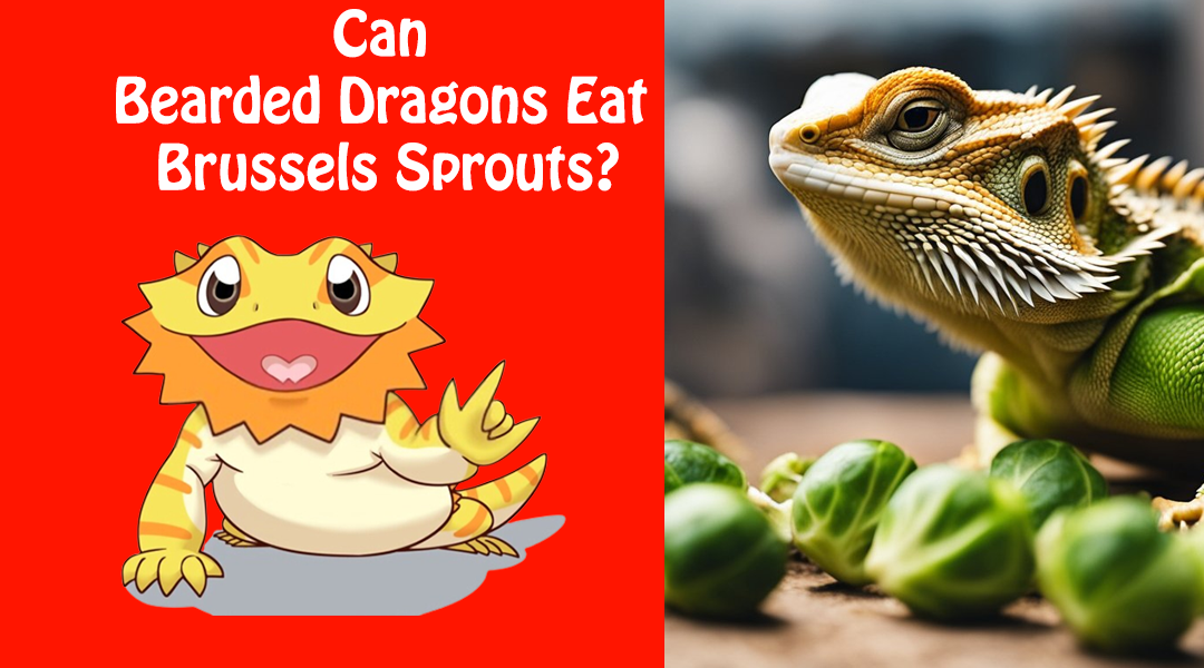 Can Bearded Dragons Eat Brussels Sprouts?