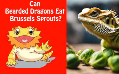 Can Bearded Dragons Eat Brussels Sprouts?