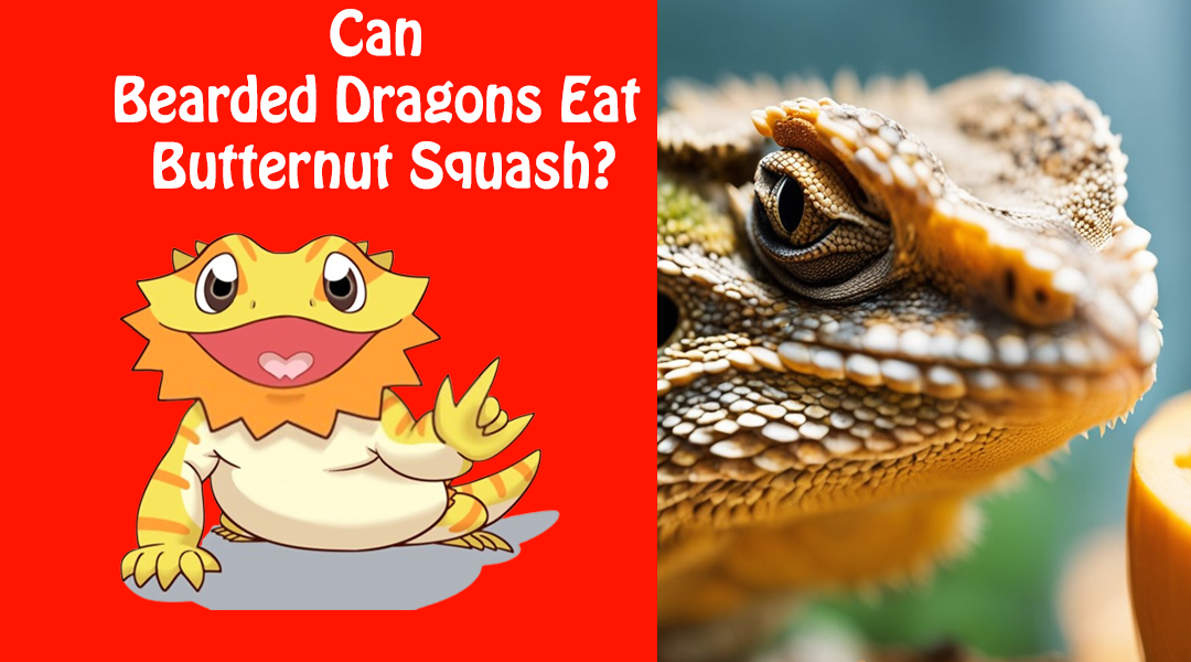 Can Bearded Dragons Eat Butternut Squash?