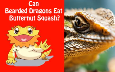 Can Bearded Dragons Eat Butternut Squash?