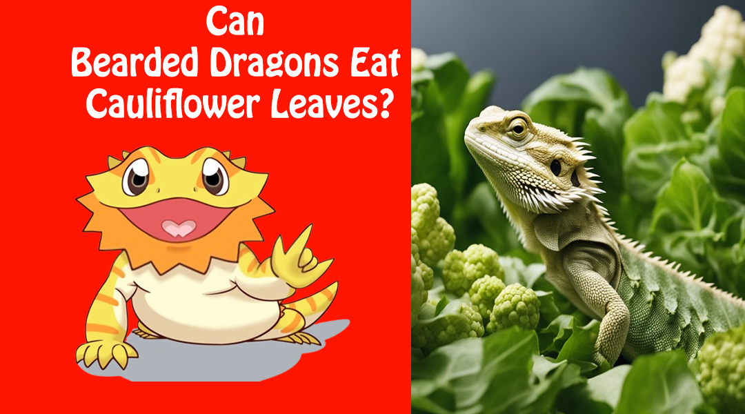 Can Bearded Dragons Eat Cauliflower Leaves
