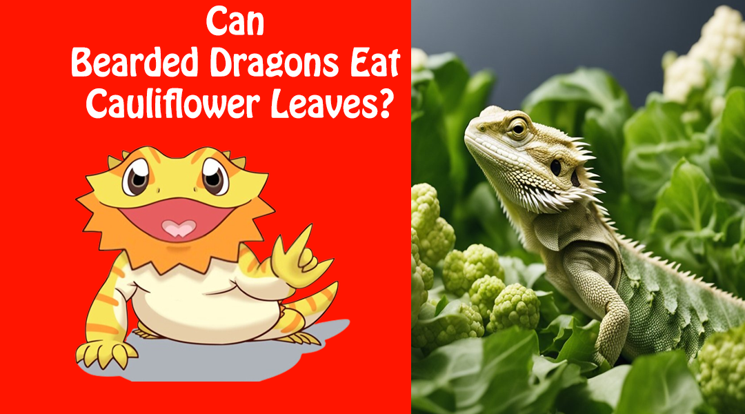 Can Bearded Dragons Eat Cauliflower Leaves?