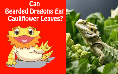 Can Bearded Dragons Eat Cauliflower Leaves?
