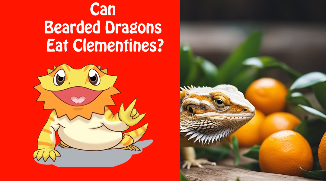 Can Bearded Dragons Eat Clementines