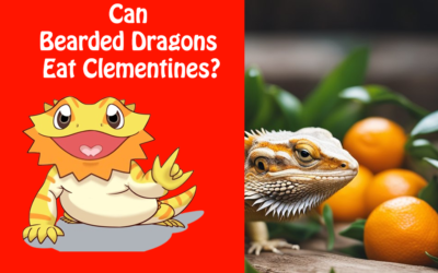 Can Bearded Dragons Eat Clementines?
