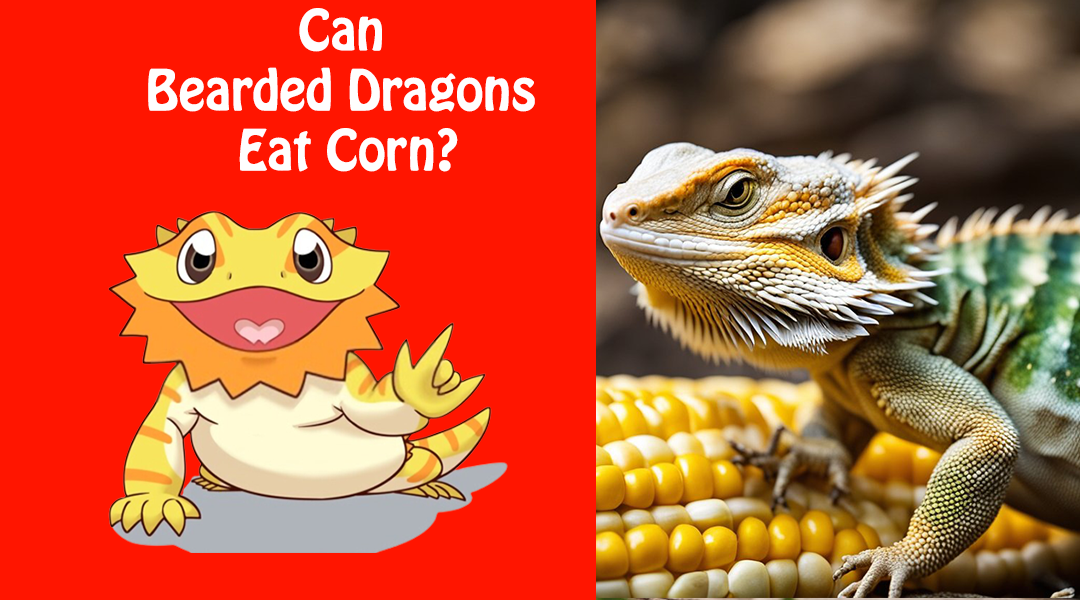 Can Bearded Dragons Eat Corn