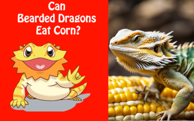 Can Bearded Dragons Eat Corn?