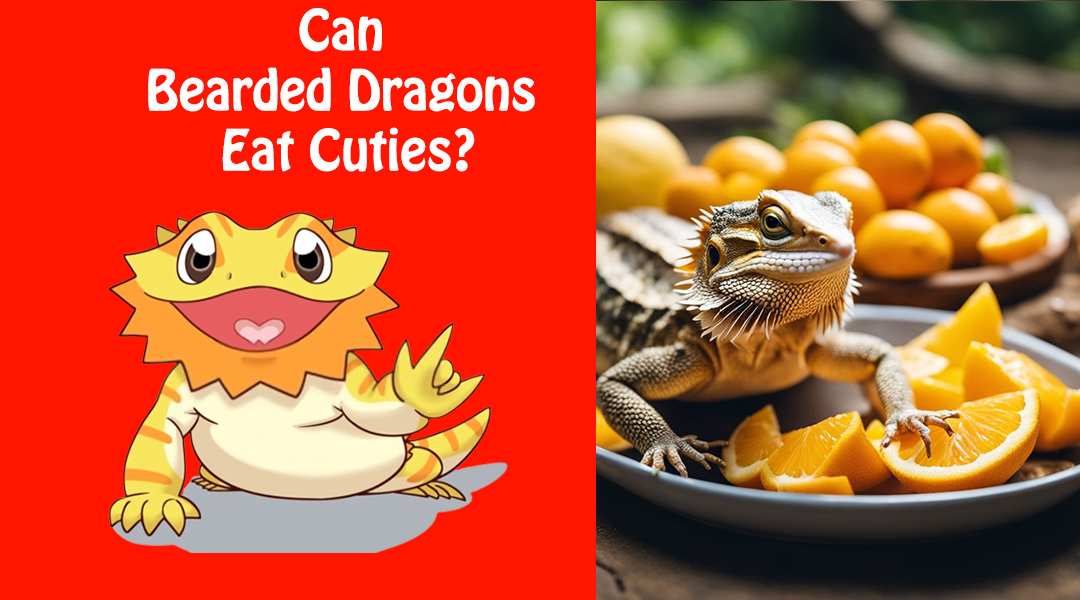 Can Bearded Dragons Eat Cuties