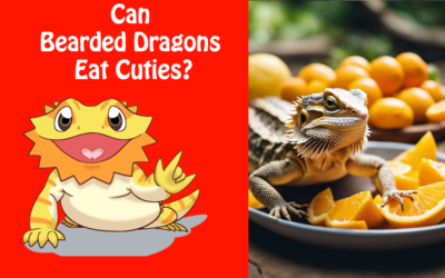 Can Bearded Dragons Eat Cuties?