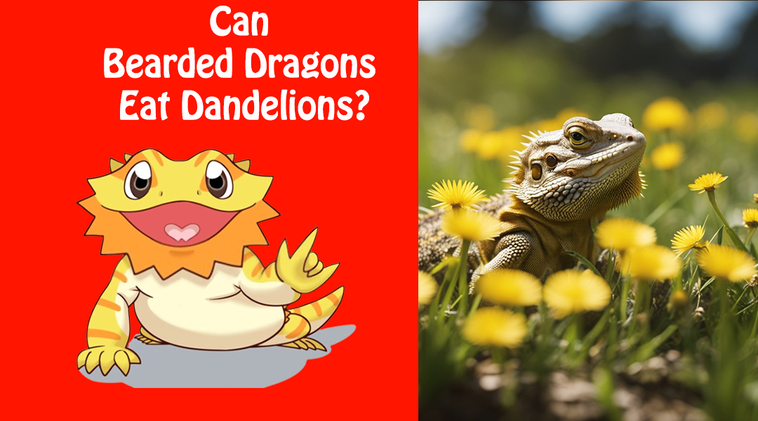 Can Bearded Dragons Eat Dandelions?