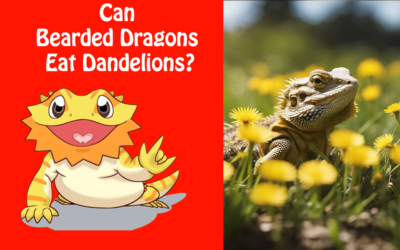 Can Bearded Dragons Eat Dandelions?