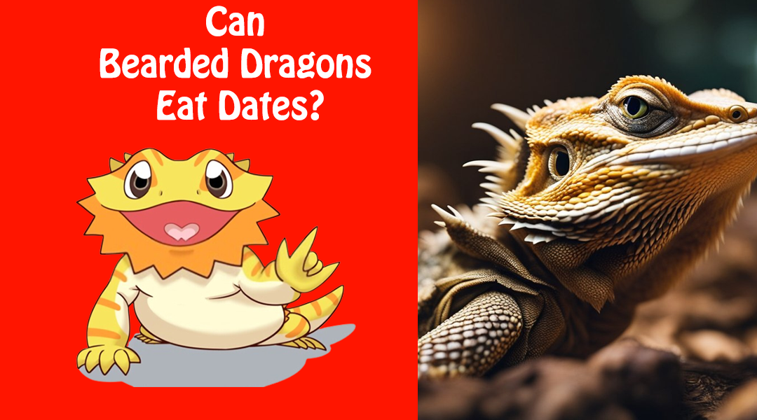 Can Bearded Dragons Eat Dates?