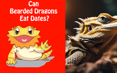 Can Bearded Dragons Eat Dates?