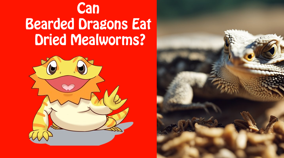 Can Bearded Dragons Eat Dried Mealworms