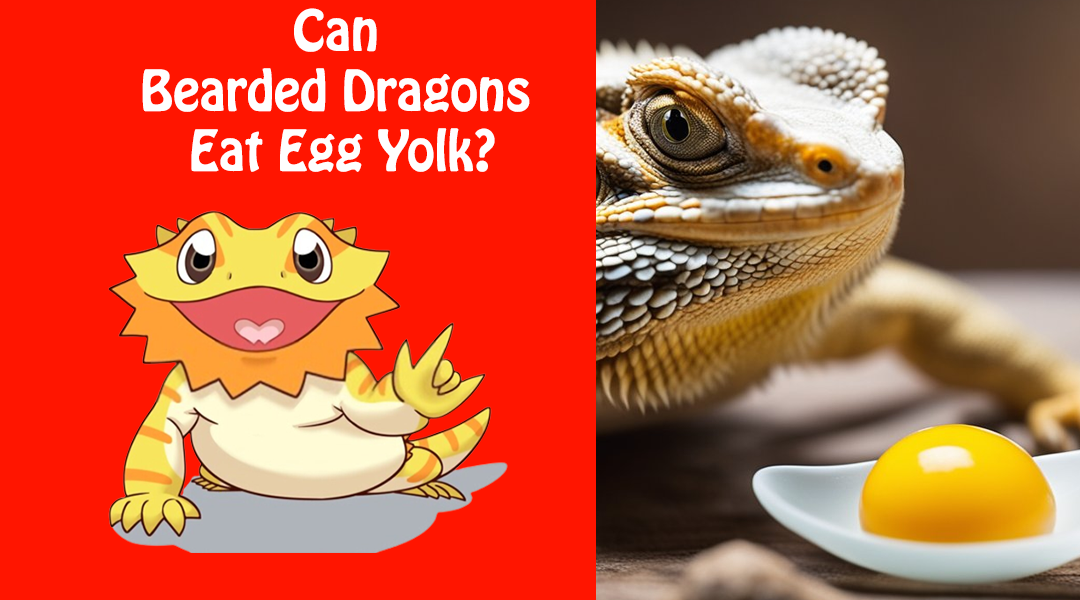 Can Bearded Dragons Eat Egg Yolk?