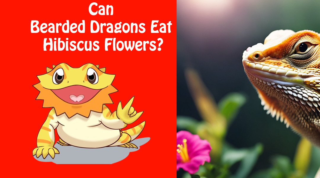 Can Bearded Dragons Eat Hibiscus Flowers?