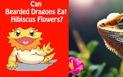 Can Bearded Dragons Eat Hibiscus Flowers?