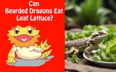 Can Bearded Dragons Eat Leaf Lettuce?