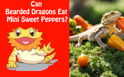 Can Bearded Dragons Eat Mini Sweet Peppers?