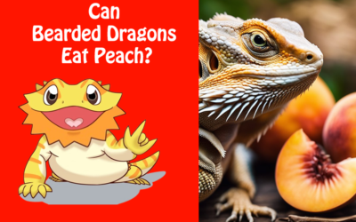Can Bearded Dragons Eat Peach?