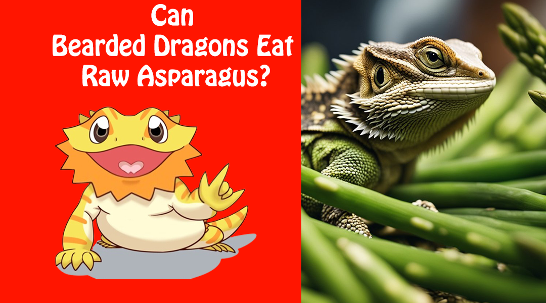 Can Bearded Dragons Eat Raw Asparagus?