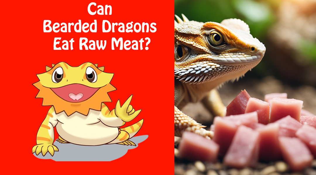 Can Bearded Dragons Eat Raw Meat