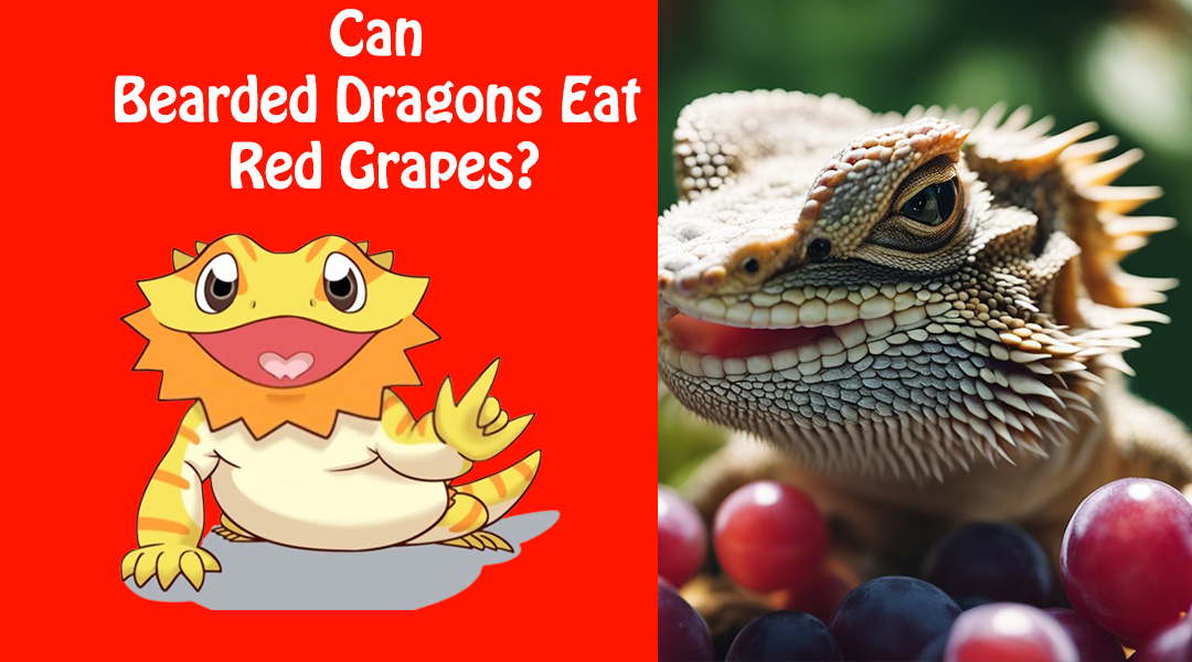 Can Bearded Dragons Eat Red Grapes?