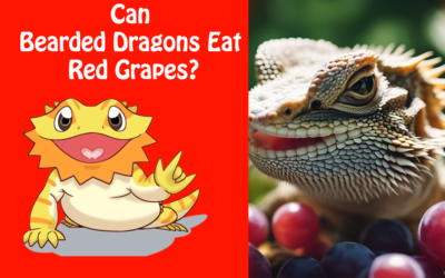 Can Bearded Dragons Eat Red Grapes?