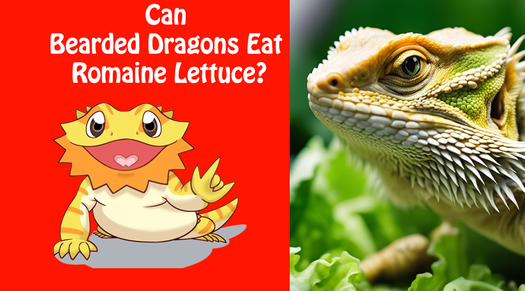 Can Bearded Dragons Eat Romaine Lettuce?