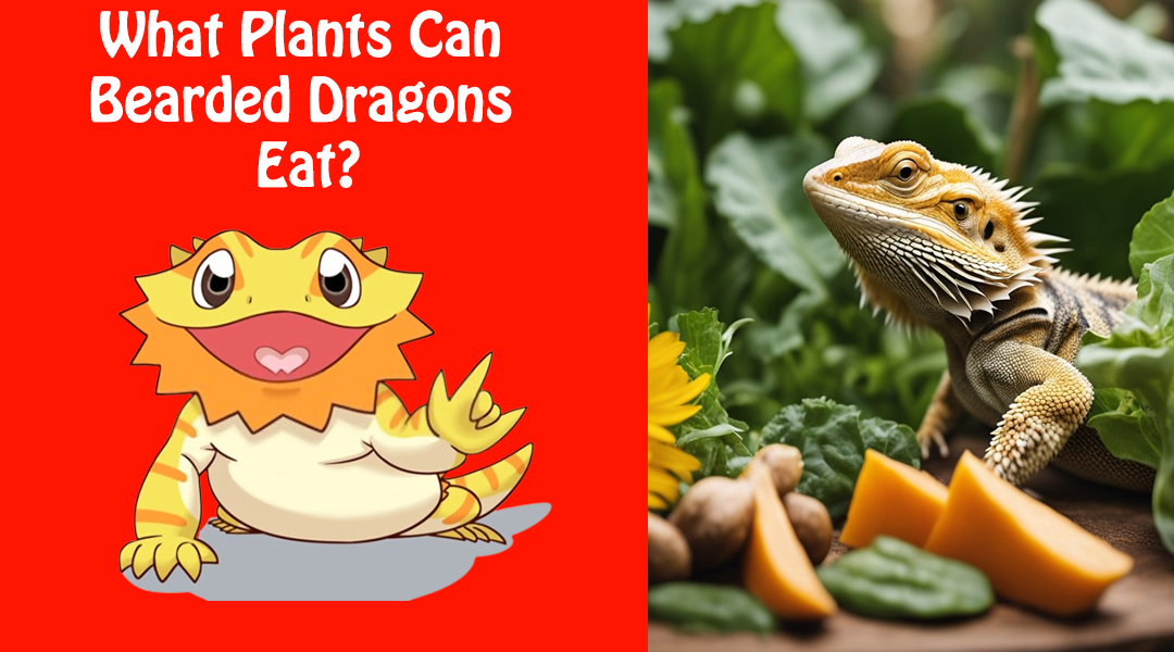 What Plants Can Bearded Dragons Eat