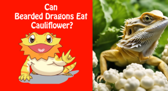 Can Bearded Dragons Eat Cauliflower?