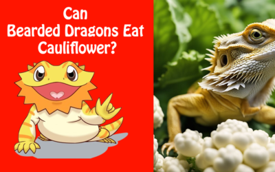 Can Bearded Dragons Eat Cauliflower?