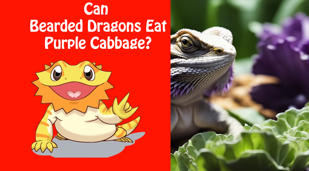Can Bearded Dragons Eat Purple Cabbage?