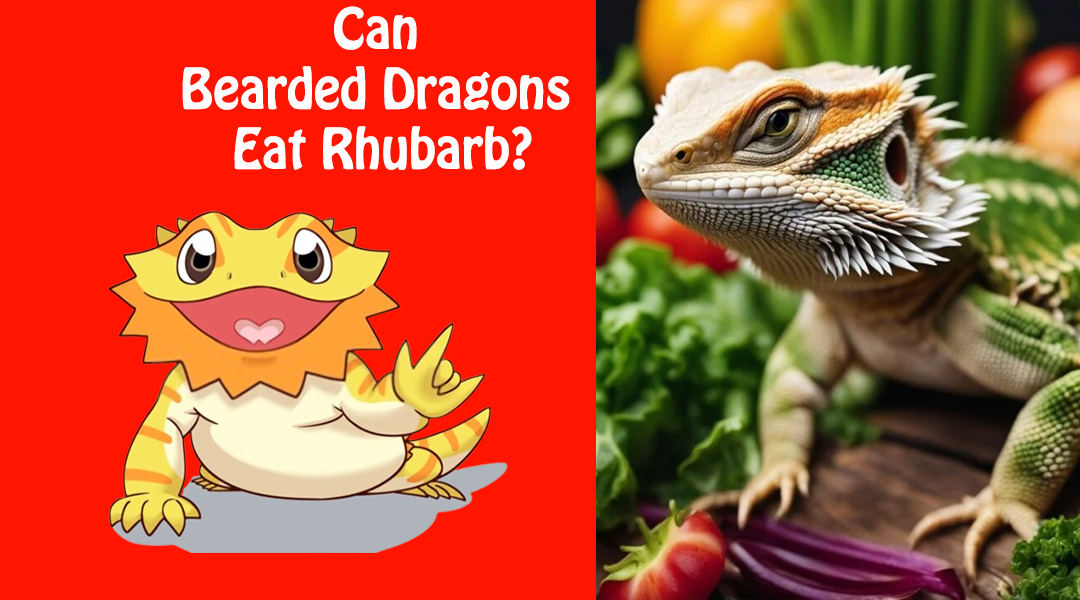 Can Bearded Dragons Eat Rhubarb?