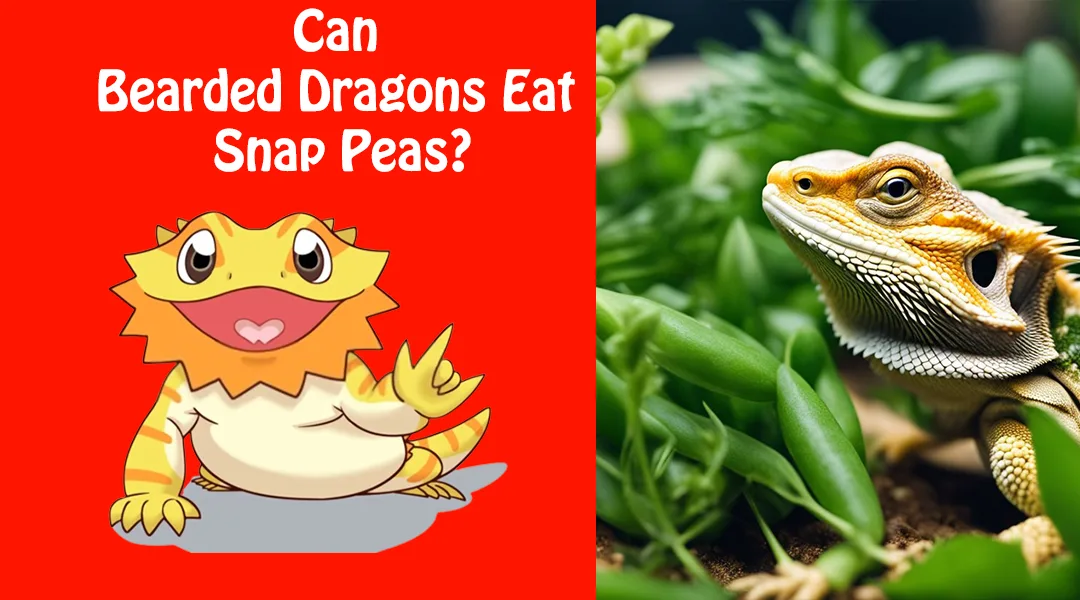 Can Bearded Dragons Eat Snap Peas