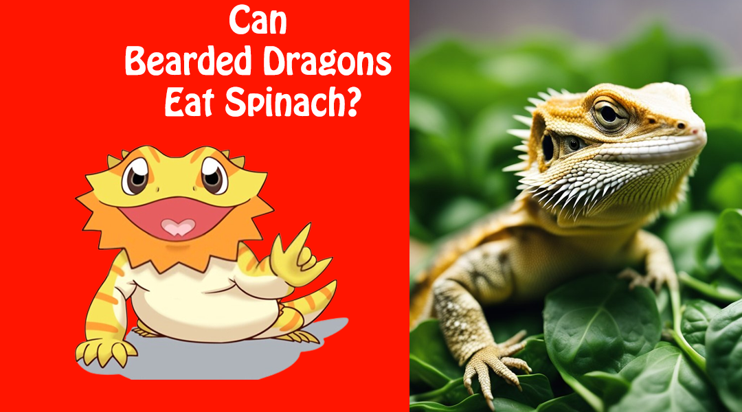 Can Bearded Dragons Eat Spinach?