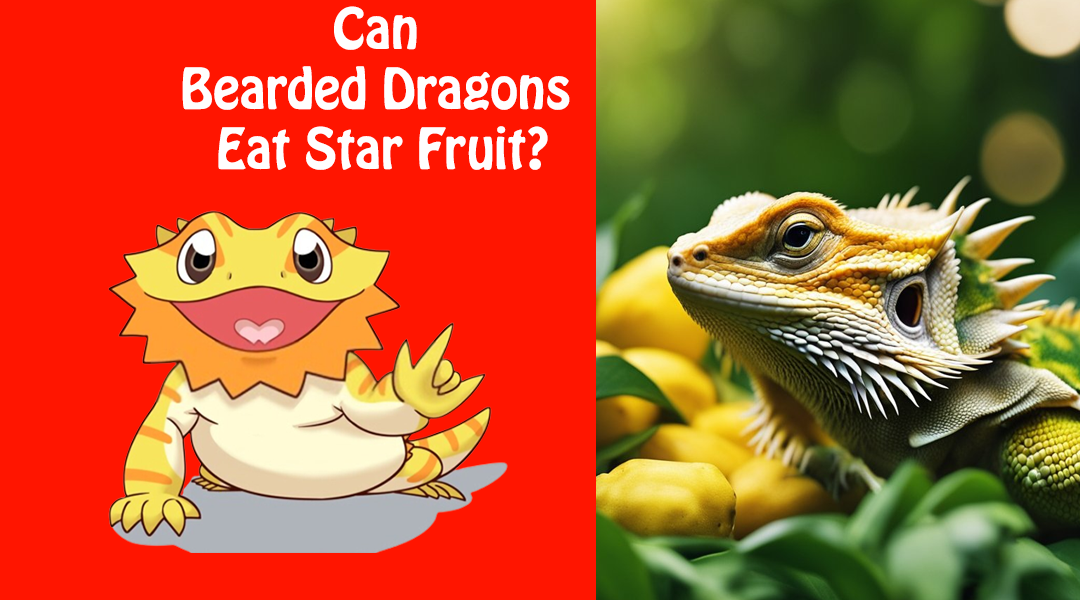 Can Bearded Dragons Eat Star Fruit?