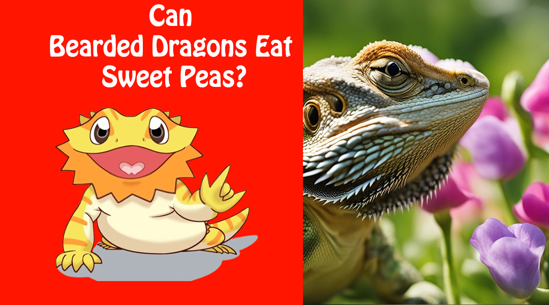 Can Bearded Dragons Eat Sweet Peas?