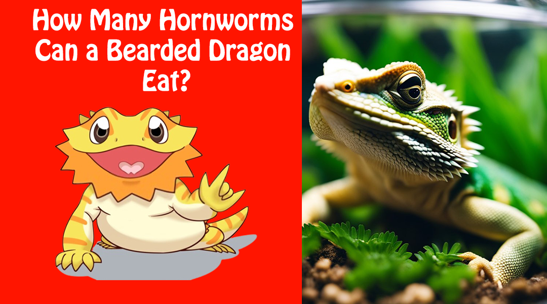 How Many Hornworms Can a Bearded Dragon Eat