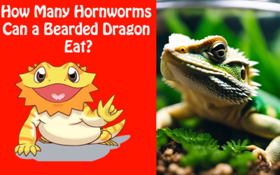 How Many Hornworms Can a Bearded Dragon Eat?